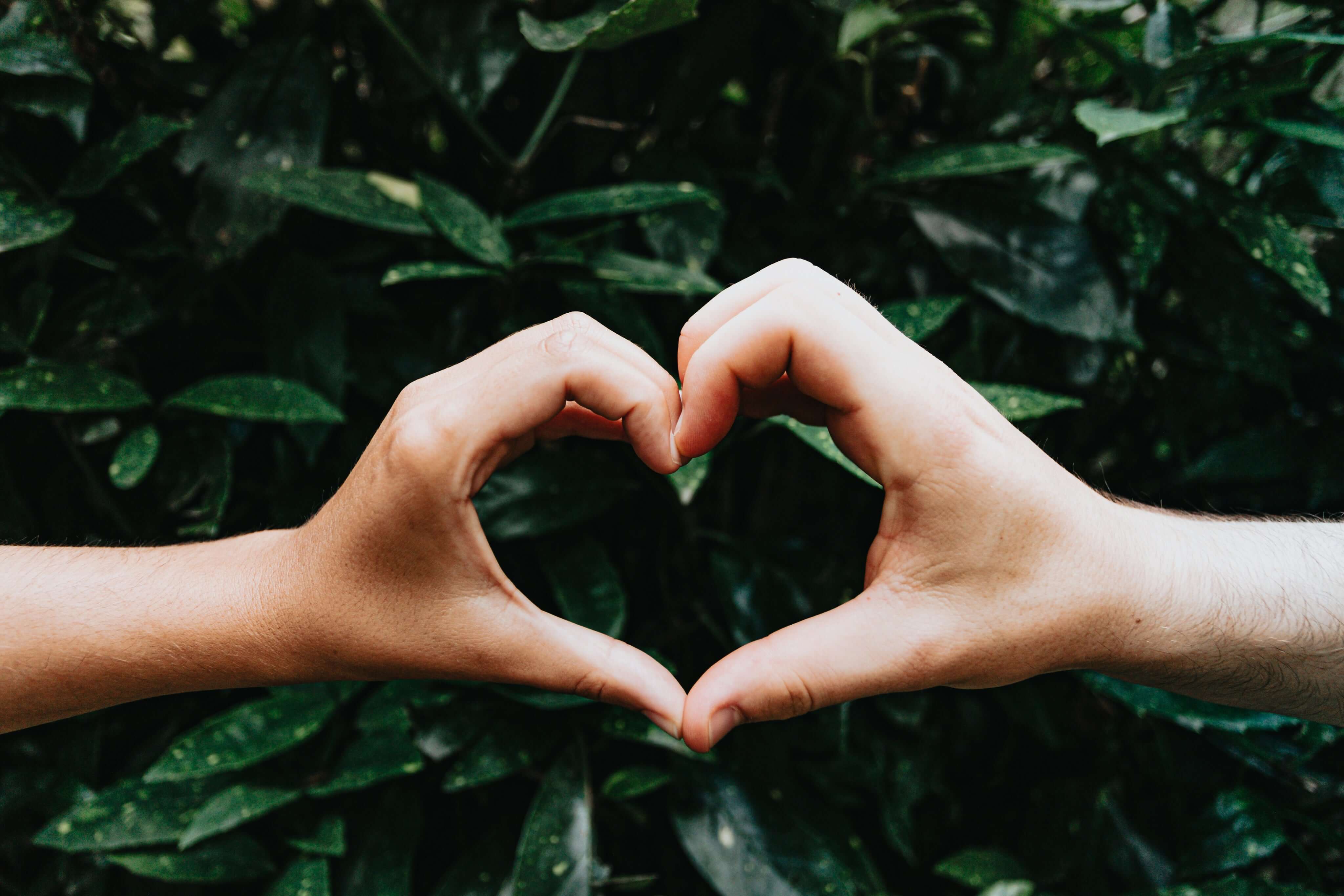 Zwei Hände bilden ein Herzsymbol vor grünem Pflanzenhintergrund, ein Ausdruck von Liebe und Verbundenheit.